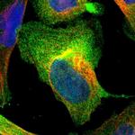 AHNAK2 Polyclonal Antibody