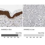 AHNAK2 Antibody in Immunohistochemistry (IHC)
