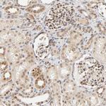 TAF10 Antibody in Immunohistochemistry (Paraffin) (IHC (P))