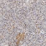 TAF10 Antibody in Immunohistochemistry (Paraffin) (IHC (P))