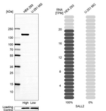 SALL2 Antibody in Western Blot (WB)