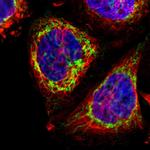 COX6B1 Polyclonal Antibody