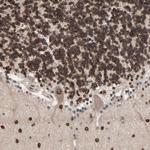 CCDC175 Antibody in Immunohistochemistry (Paraffin) (IHC (P))