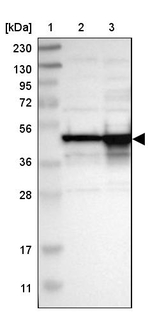DAZAP1 Antibody in Western Blot (WB)