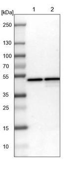 DAZAP1 Antibody in Western Blot (WB)