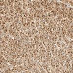 GnRH2 Antibody in Immunohistochemistry (Paraffin) (IHC (P))