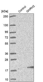 GnRH2 Antibody in Western Blot (WB)