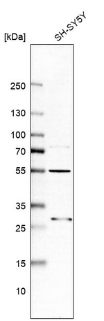 ASB6 Antibody in Western Blot (WB)