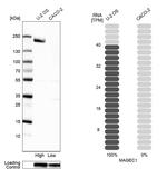 MAGEC1 Antibody in Western Blot (WB)
