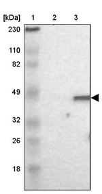 DAZAP1 Antibody in Western Blot (WB)