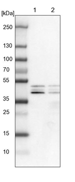 DAZAP1 Antibody in Western Blot (WB)