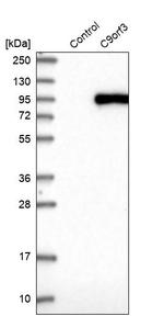 Aminopeptidase O Antibody in Western Blot (WB)