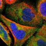 STRN3 Polyclonal Antibody