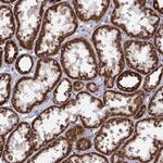 Arylsulfatase D Antibody in Immunohistochemistry (Paraffin) (IHC (P))