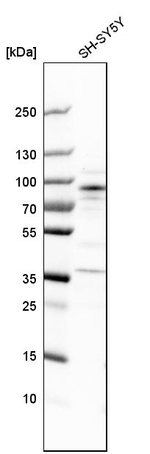 ARHGEF7 Antibody in Western Blot (WB)