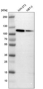MCM3 Antibody in Western Blot (WB)