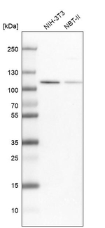 MCM3 Antibody in Western Blot (WB)