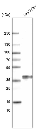 C1orf198 Antibody in Western Blot (WB)