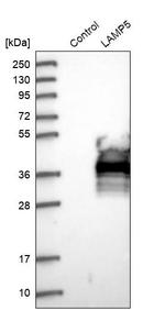LAMP5 Antibody in Western Blot (WB)