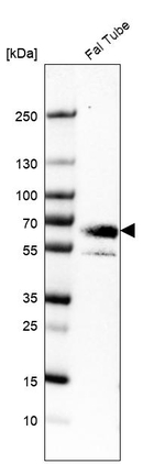 EYA4 Antibody in Western Blot (WB)