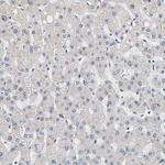 GRHL2 Antibody in Immunohistochemistry (Paraffin) (IHC (P))