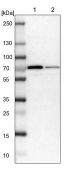 H6PD Antibody in Western Blot (WB)