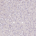 HRC Antibody in Immunohistochemistry (Paraffin) (IHC (P))