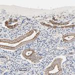 ZMAT5 Antibody in Immunohistochemistry (Paraffin) (IHC (P))