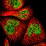 MYEF2 Polyclonal Antibody