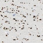 MYEF2 Antibody in Immunohistochemistry (Paraffin) (IHC (P))