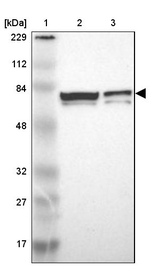 MYEF2 Antibody in Western Blot (WB)