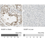 SUGP1 Antibody in Immunohistochemistry (Paraffin) (IHC (P))