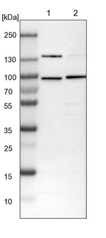SUGP1 Antibody in Western Blot (WB)