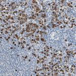 CLEC4D Polyclonal Antibody