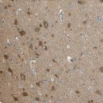 TSC22D2 Antibody in Immunohistochemistry (Paraffin) (IHC (P))