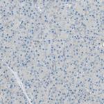 TSC22D2 Antibody in Immunohistochemistry (Paraffin) (IHC (P))