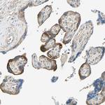 TSC22D2 Antibody in Immunohistochemistry (Paraffin) (IHC (P))