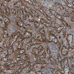 Stabilin 1 Antibody in Immunohistochemistry (Paraffin) (IHC (P))