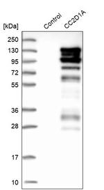 CC2D1A Antibody in Western Blot (WB)