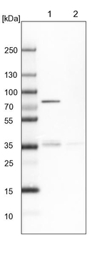 H6PD Antibody in Western Blot (WB)