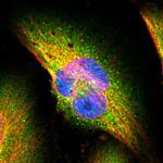 SEC31A Antibody in Immunocytochemistry (ICC/IF)
