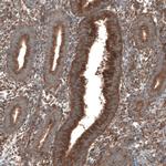 SEC31A Antibody in Immunohistochemistry (IHC)