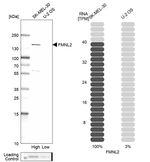 FMNL2 Antibody in Western Blot (WB)