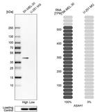 ASAH1 Antibody in Western Blot (WB)