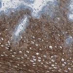 LANCL3 Polyclonal Antibody