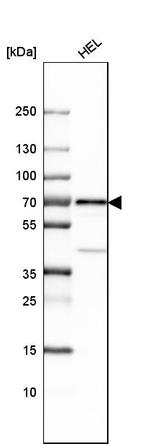 LNK Antibody in Western Blot (WB)