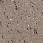 ZNF608 Antibody in Immunohistochemistry (Paraffin) (IHC (P))