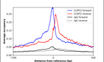 Cyclin T2 Antibody in ChIP Assay (ChIP)
