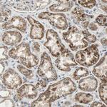 AMT Antibody in Immunohistochemistry (Paraffin) (IHC (P))