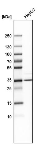 AMT Antibody in Western Blot (WB)